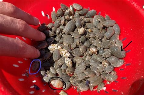 sand crabs california|baby sand crabs.